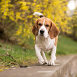 Beagle
