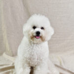 Bichón Frisé