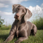 Weimaraner
